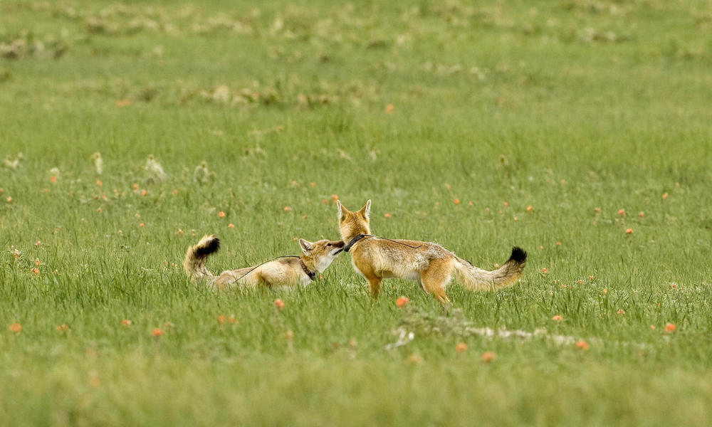 Swift Fox Habitat Map