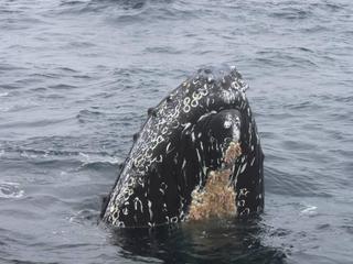 whale California coast