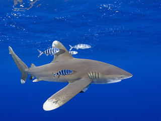 Oceanic whitetip shark