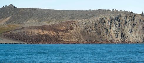 walrus haulout