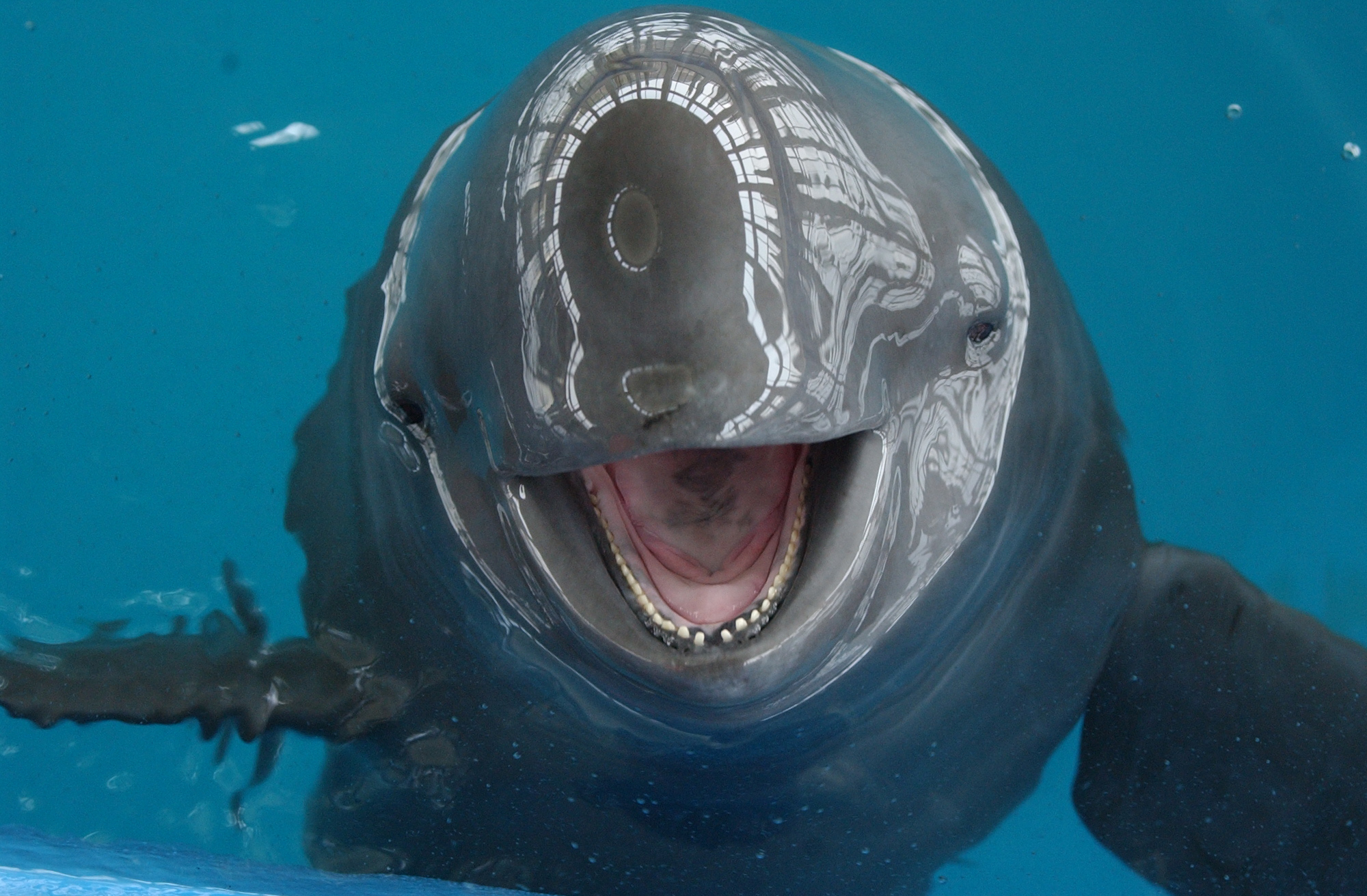 Saving the Finless Porpoise | Stories | WWF