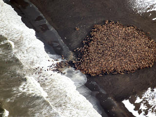 walrus haulout