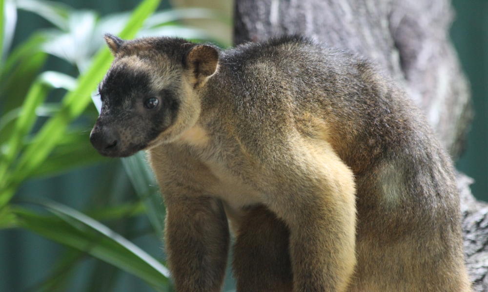 Tree Kangaroo: Facts About These Declining Species ...