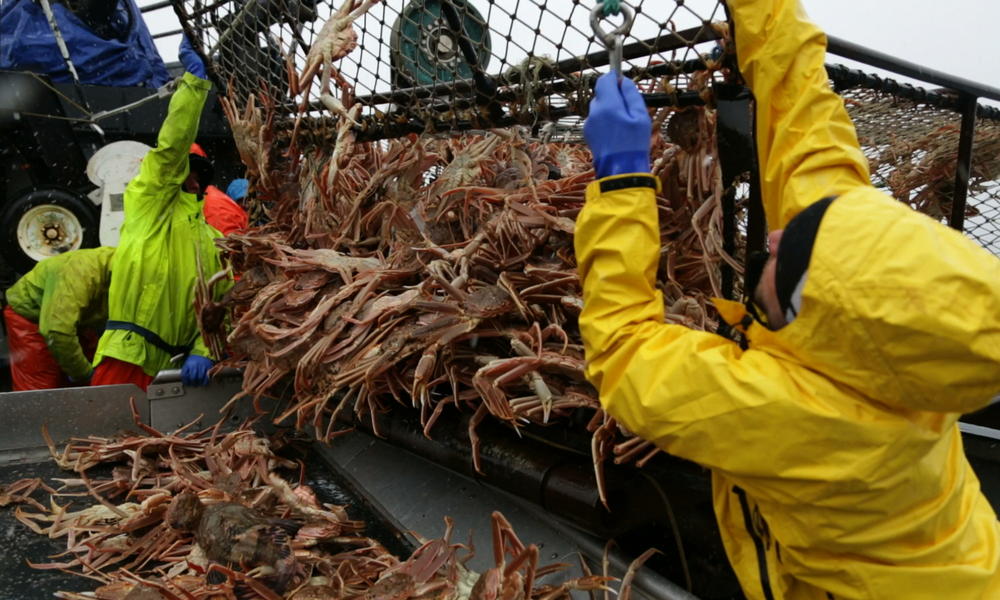 phillips foods introducing king crab to the trade King tut’s tomb was a major discovery of the 19th century phillips food: king crab phillips foods, inc – introducing king crab to the trade. phillips foods introducing king crab to the trade King tut’s tomb was a major discovery of the 19th century phillips food: king crab phillips foods, inc – introducing king crab to the trade.