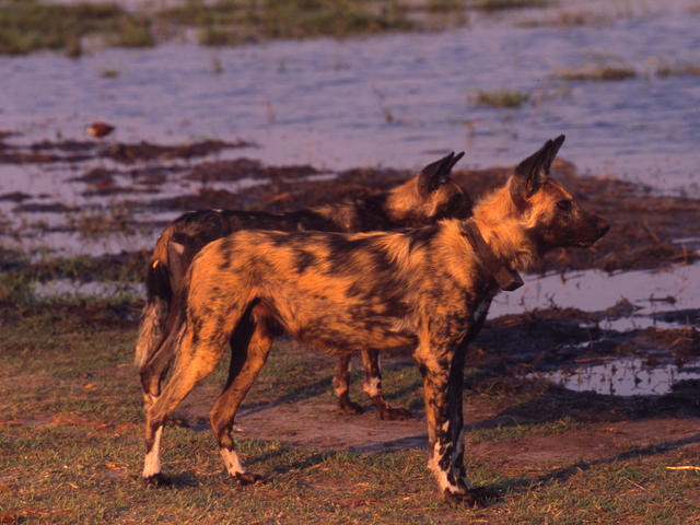 african-wild-dog-species-wwf