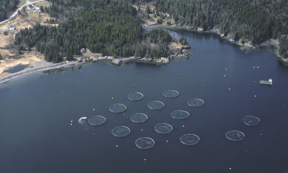 Shrimp Farm