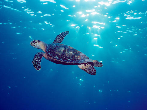 Hawksbill turtle (Eretmochelys imbricata) Grand Cayman, Caribbean, Atlantic Ocean