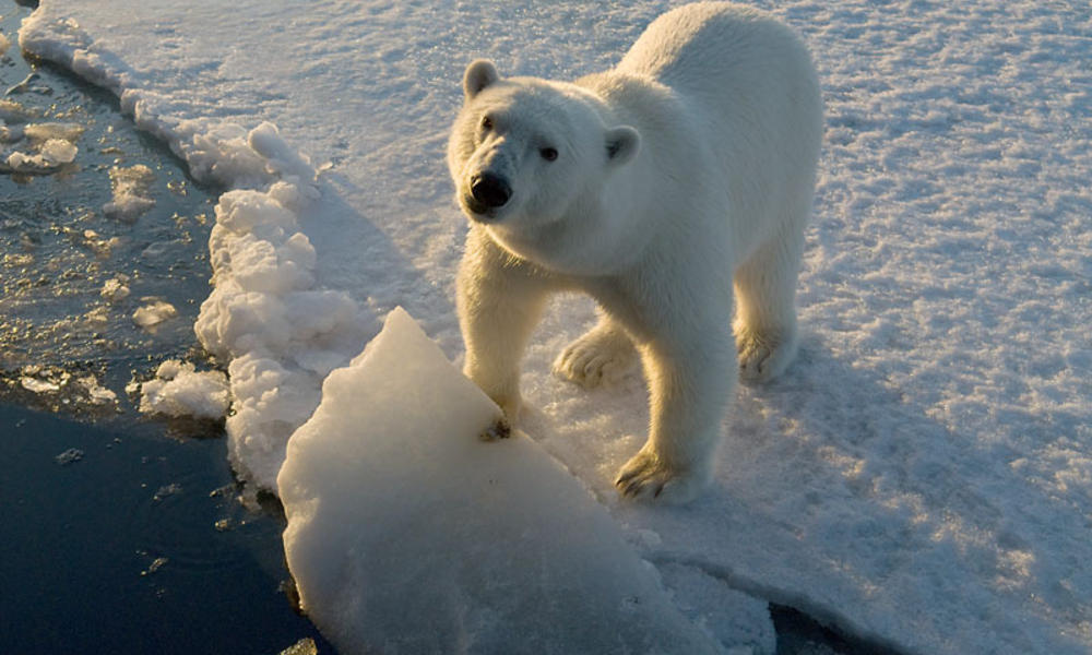 Wwf: Dramatic Polar Bear Population Decline Underlines Need For Climate 