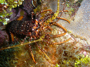 Spotted spiny lobster in Honduras.