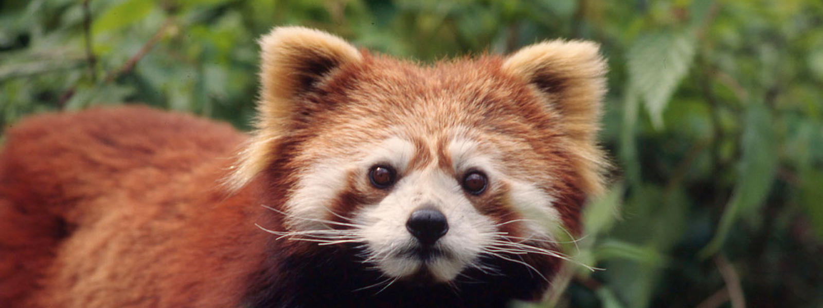 Red Panda | Species | WWF