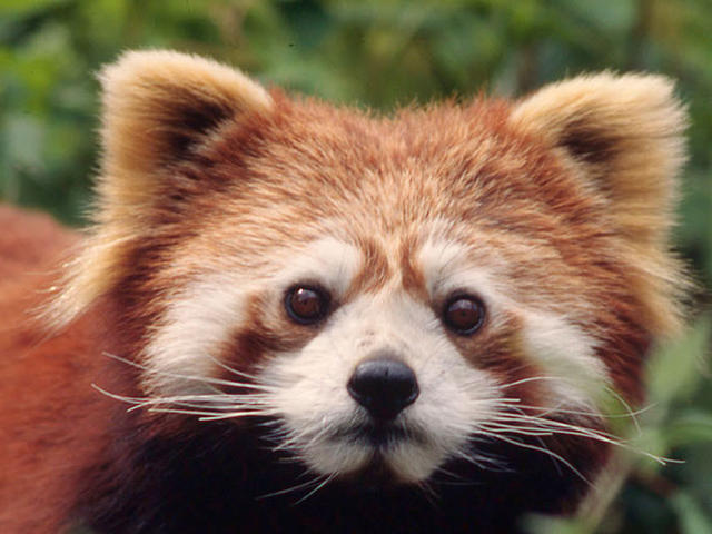 pictures of red pandas photos