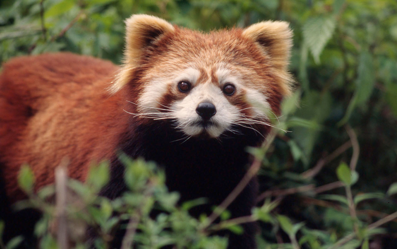 Red Panda | Species | WWF