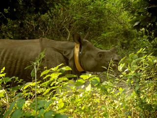 collared rhino Khata corridor