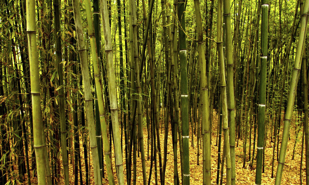 Michel_gunther_wwf_canon_105586