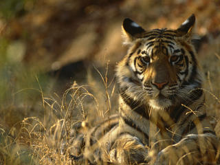 Bengal tiger India