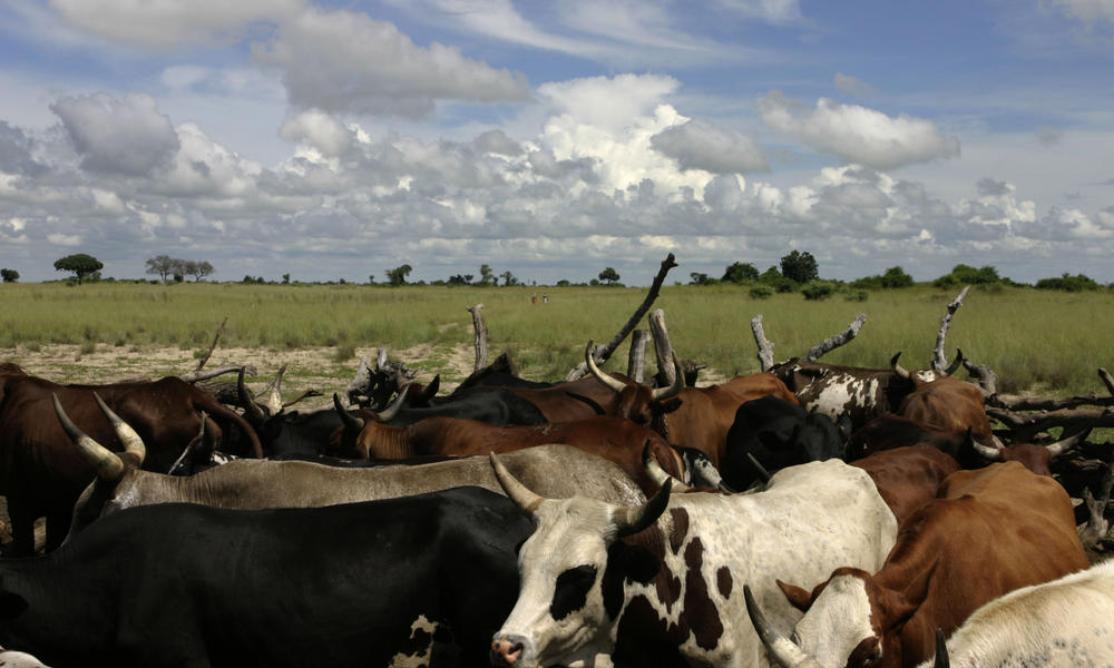 Human and Wildlife Conflicts