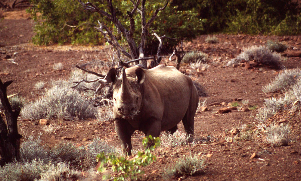 Namibia Protecting Species