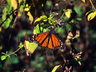 Monarch butterfly