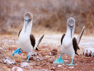 mating dance