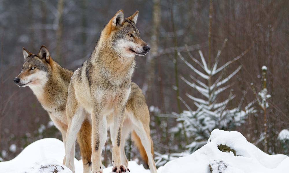 Wolves_Mate for Life | Photos | WWF Wolves_Mate for Life | Photos | WWF