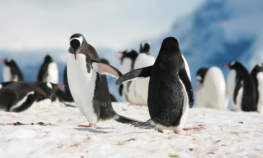 penguins touching wings