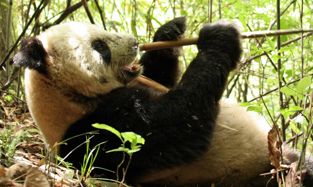 panda-population-grows-nearly-17-percent-stories-wwf