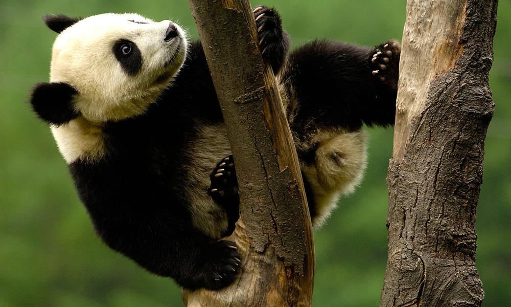 Panda Population Grows Nearly 17 Percent | Stories | WWF