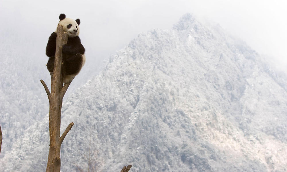 Panda population grows nearly 17 percent Stories WWF