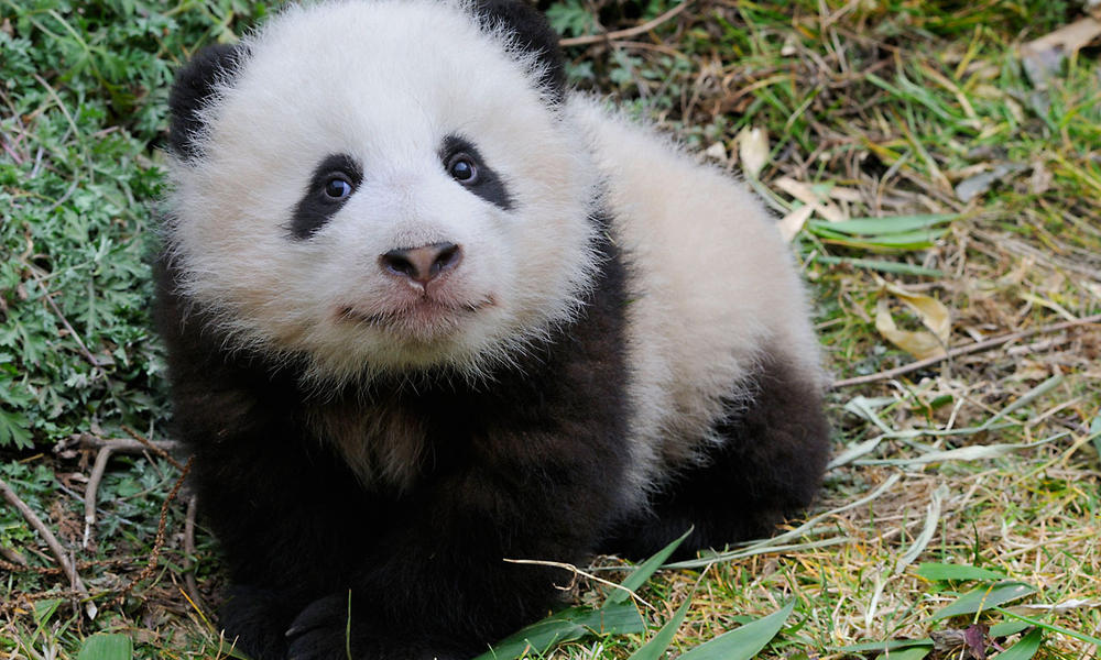 panda-population-grows-nearly-17-percent-stories-wwf