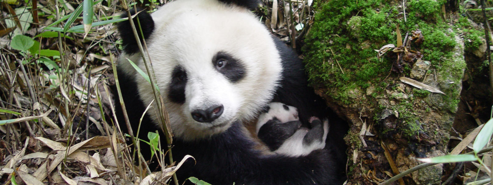 Wild Giant Panda Population Increases Nearly 17% | Press Releases | WWF