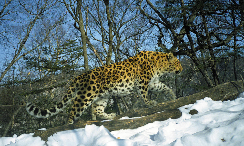 QUICK CONTEST 17 [COMPLETE] Amur-Leopard-Hero-Photo_1