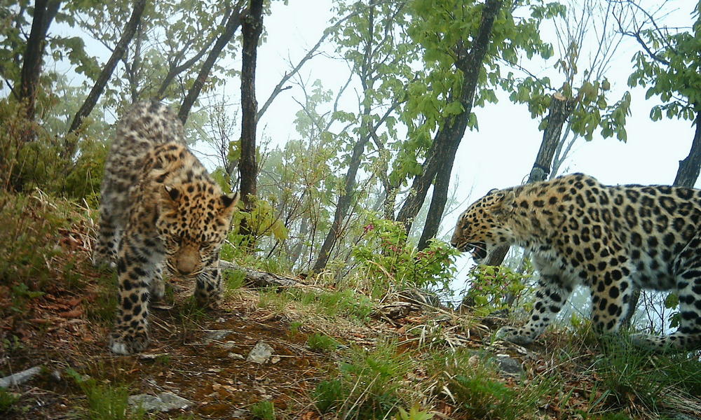The Highly Adaptable Amur Leopard