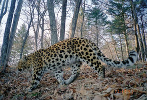 Amur Leopard