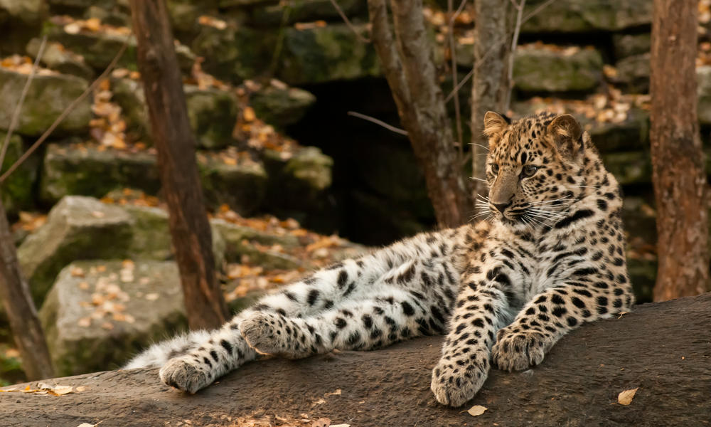 Amur Leopard | Photos | WWF