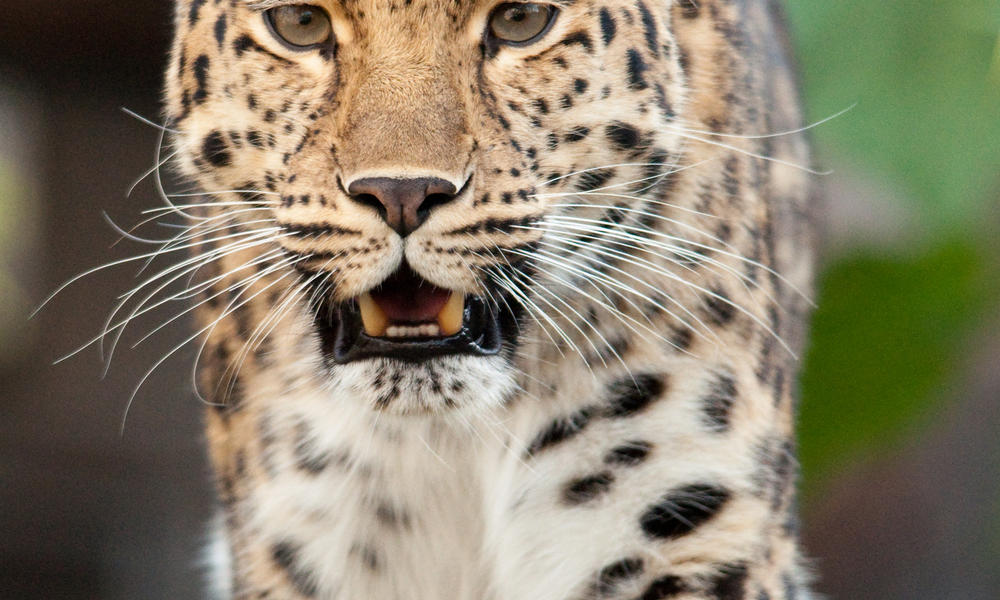 Amur Leopard | Photos | WWF