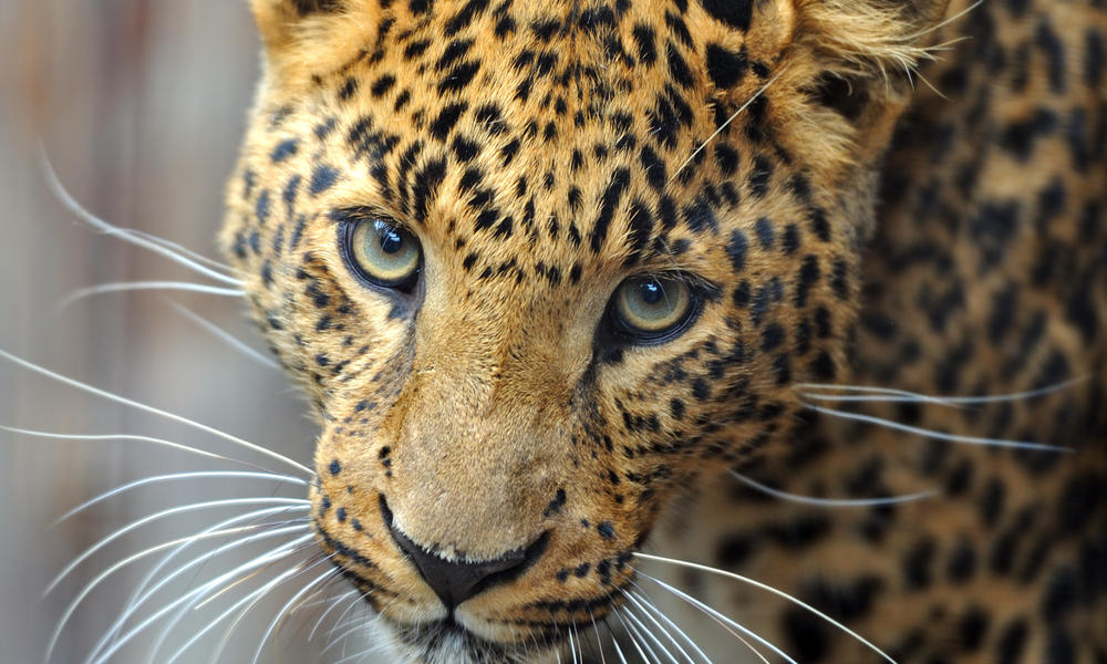 any-hope-for-the-amur-leopard-endangered-living