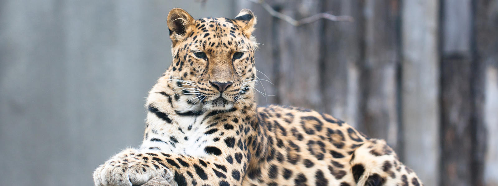 Amur Leopard | Species | WWF
