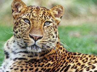 Amur-leopardxl_233224