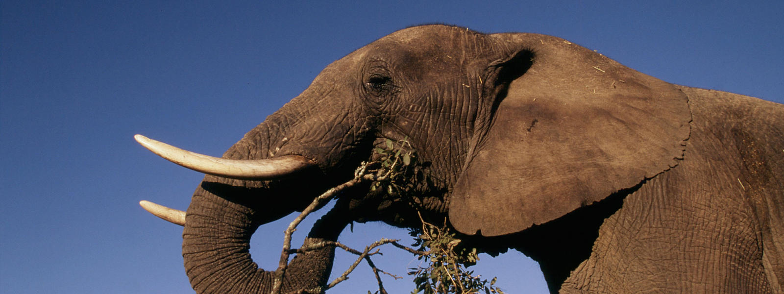 What is an enemy of the African elephant?