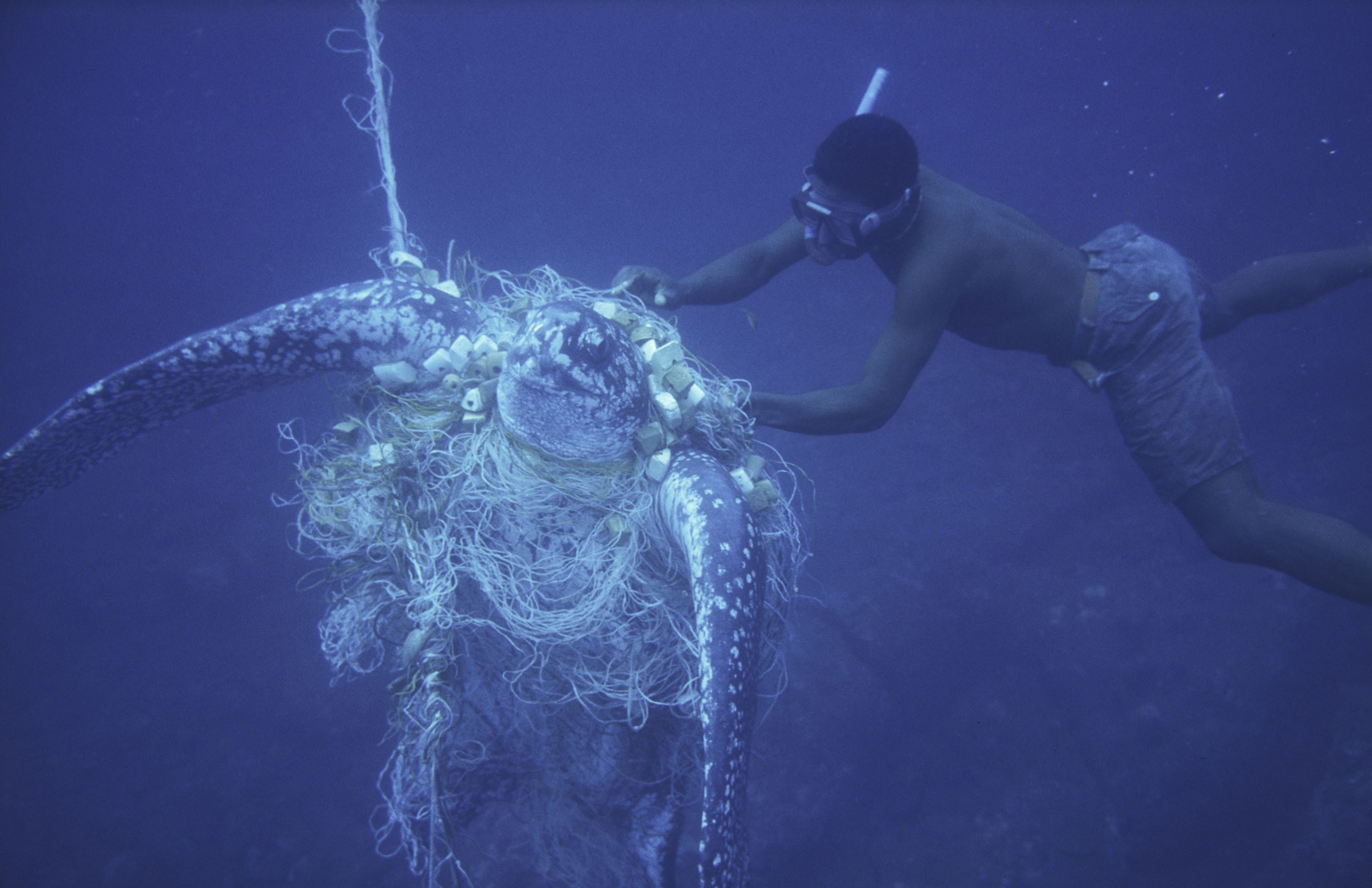 bycatch-impactshi-111696-jpg-1345581040