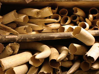 Wildlife_trade_threats_what_wwf_is_doing_small_image_115054
