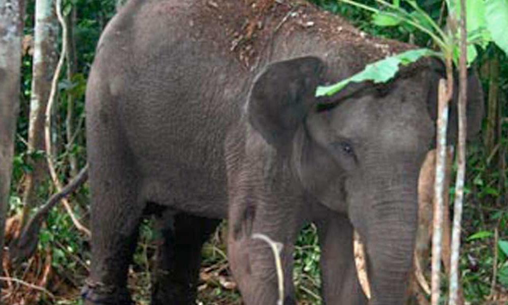 Sumatran Elephant