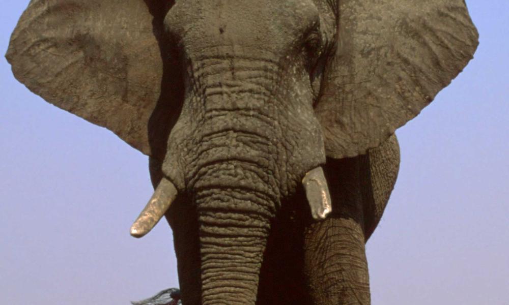 Savanna Elephant