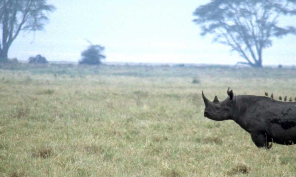 Black Rhino