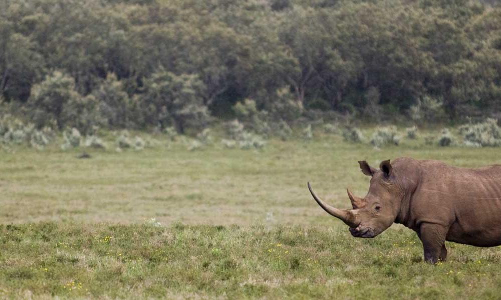 White Rhino
