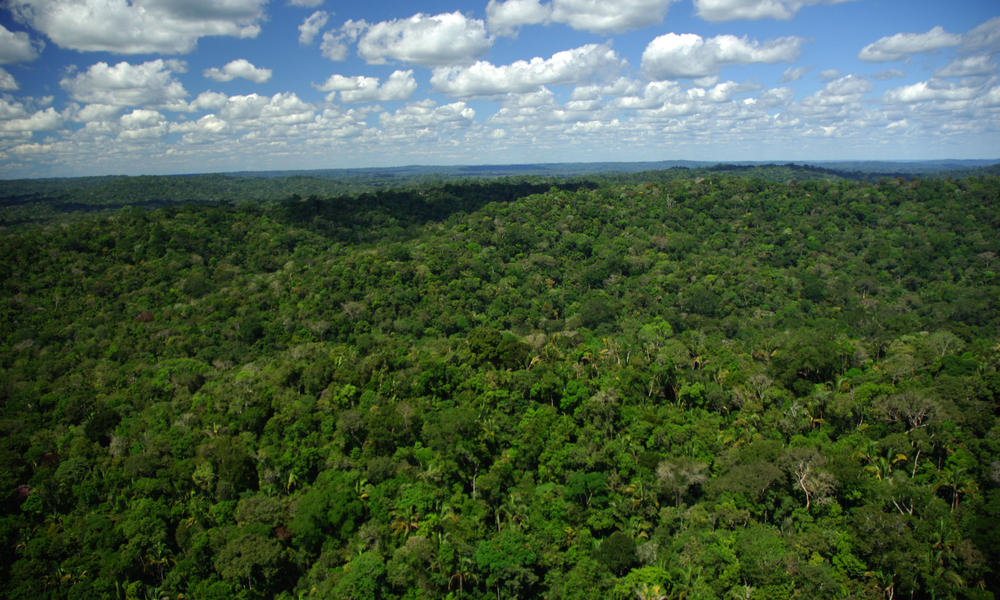 Forest Of Brazil