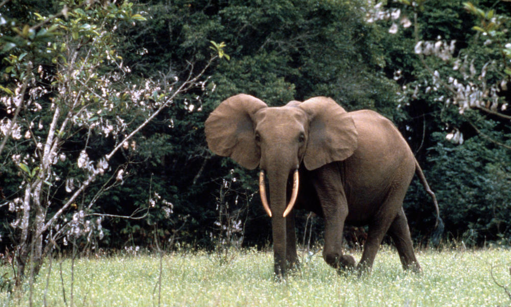 African forest elephant, Gabon