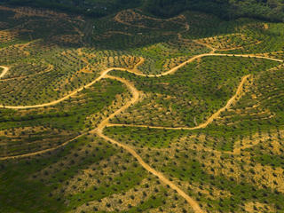 Forests-threat-palm-oilxl_257598