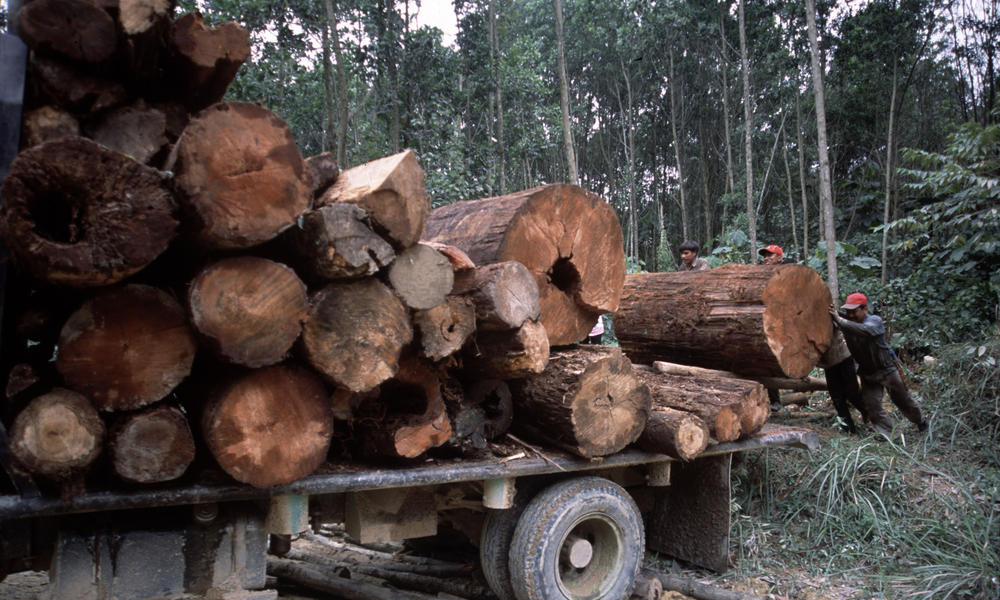 Illegal logging Riau, Sumatra Photos WWF