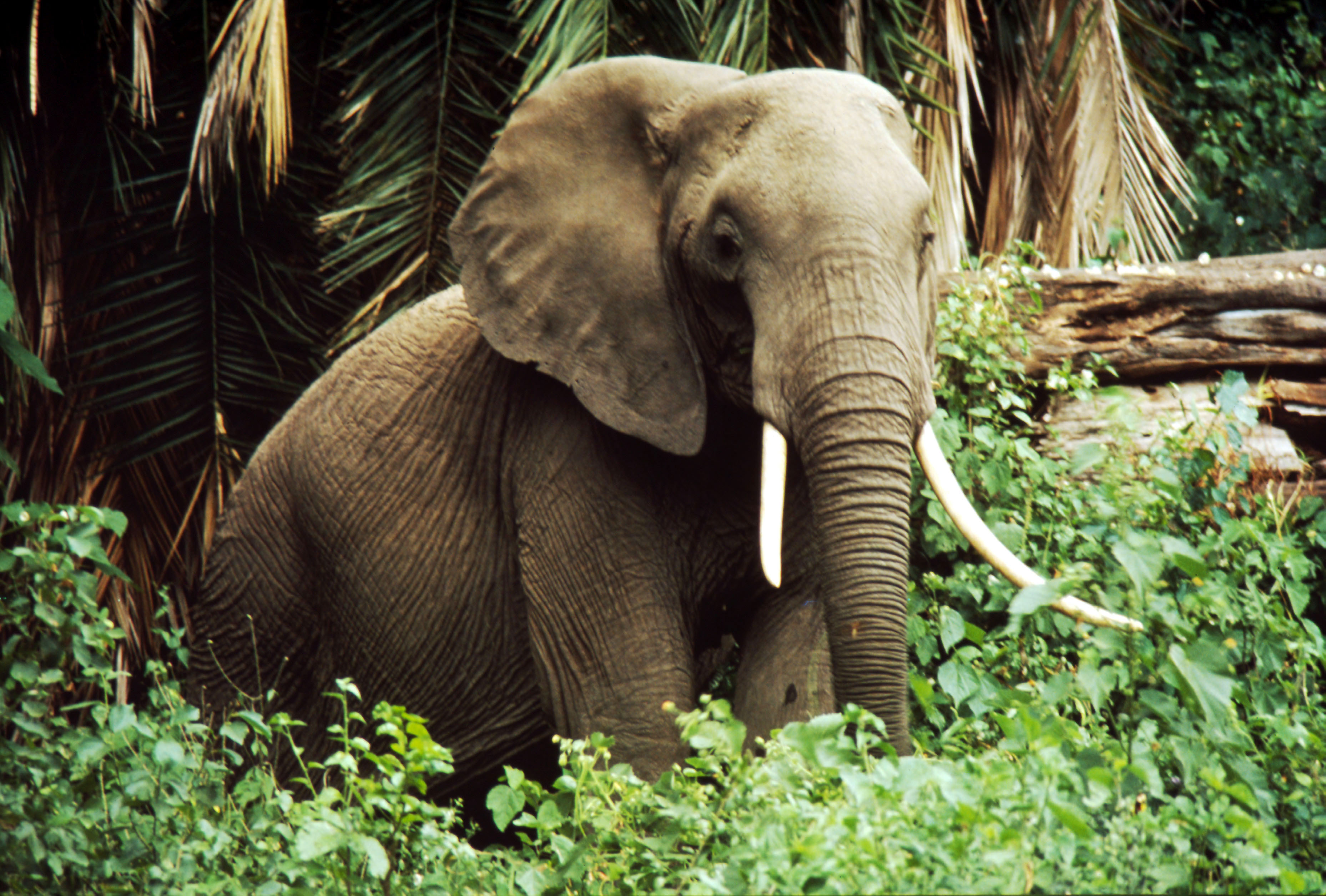Savanna Elephant | Species | WWF